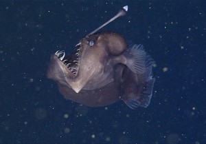 deep sea angler fish